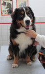 Diesel,Berner Sennen reu,5 jaar, is hyperactief en onrustig. Hij krijgt acupunctuur. 